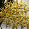 dendrobium Hilda Poxon 